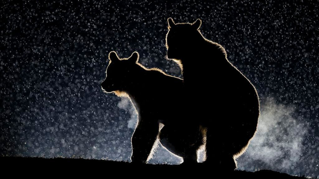 Image: Bence Mate/ Comedy Wildlife Photo Awards